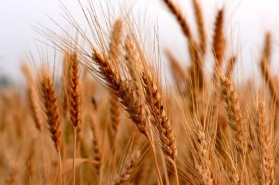 郑麦18小麦种子特点，适宜播期10月上中旬