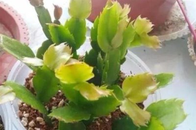 蟹爪兰叶子发黄的原因及处理方法，可能是浇水过多或阳光直射导致的