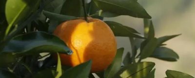 自贡市荣县的特产，有七厢土花生、留佳椪柑等