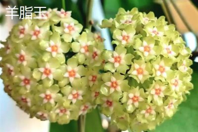 球兰什么时候换盆好，一年四季都可以换盆