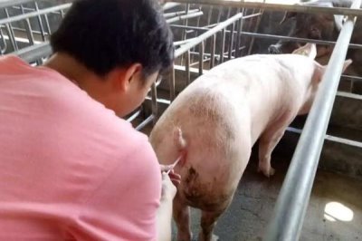 公猪和母猪的配种要点,授精后注意母猪的发情周期