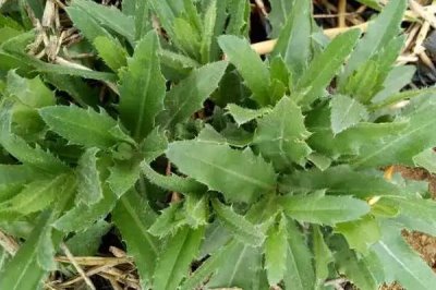 小蓟是什么植物，是多年生草本植物