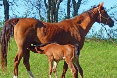 怎么养马,幼驹每天要饲喂3-4次
