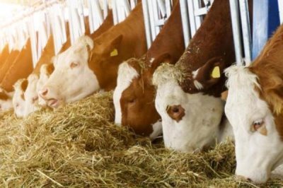 牛换毛一般在什么时候，春天和秋天都会换毛