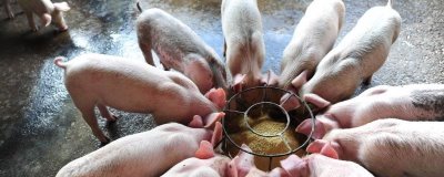 使用乳猪教槽料的原因,可缩短乳猪哺乳期、提高母猪的繁殖效率