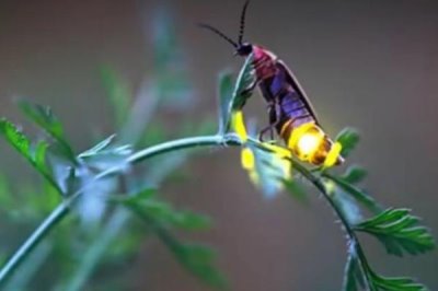 大萤火虫的食物，成虫主食露水和花粉