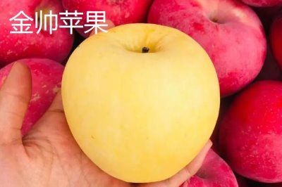 有哪些好吃的苹果新品种，包括福星、瑞雪、蜜脆等种类