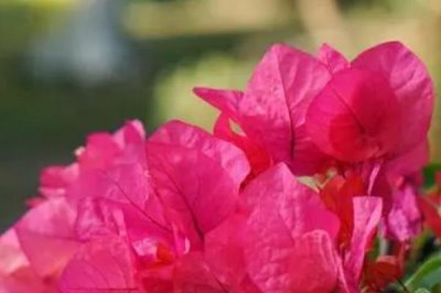 水培三角梅如何快速生根，水培前用高锰酸钾溶液浸泡根部