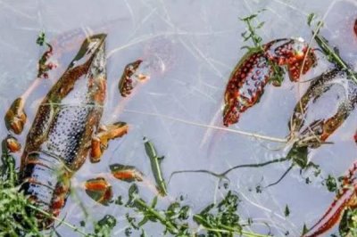 怎么养殖小龙虾,清塘消毒、培育浮游生物后再放入虾苗