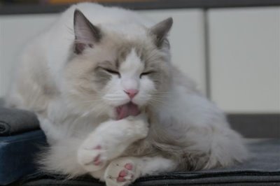 给猫咪喂食猫草片的作用,可帮助猫咪将体内堆积的毛球