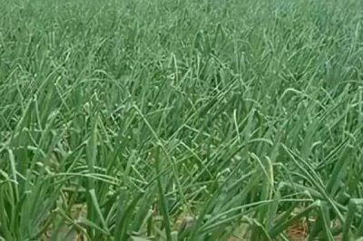 洋葱一年可以种几次,一年只能播种一次