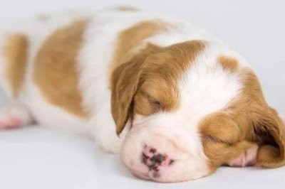 感染犬瘟热的四类疾病类型,首先是呼吸道的疾病症状