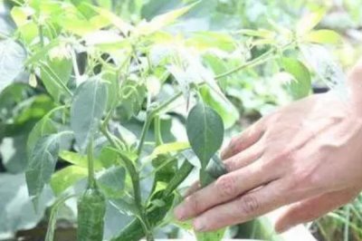 阳台种植辣椒需要天天浇水吗,需要根据土壤的干湿程度来浇水