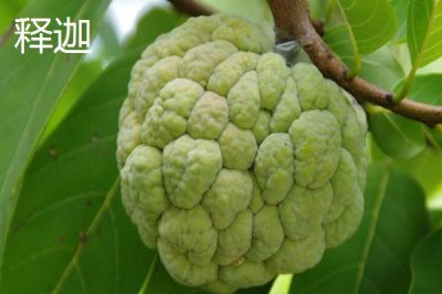荔枝和释迦有何区别，科属、形态和产地都不同