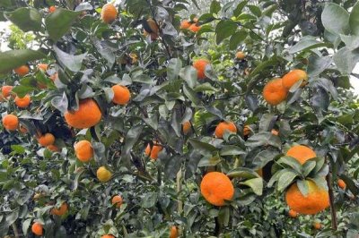 柑橘的主产地,主产于浙江、四川、湖南等省份