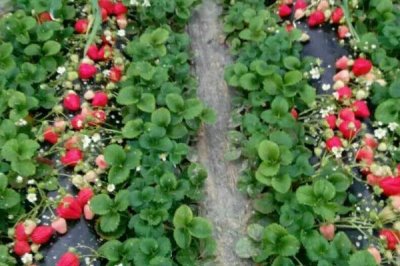 草莓如何控旺，浇水过多是容易导致旺长