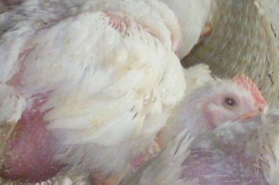 小鸡感冒的症状,主要表现为流鼻涕和绒毛疏松