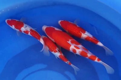 观赏鱼不喂的情况下能活几天,一般可以活一个月左右