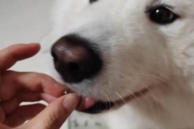 犬佝偻病的发病原因，可能是缺乏营养所致