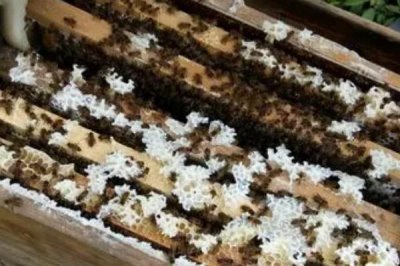 养蜂十二口诀,一月保温、二月通风