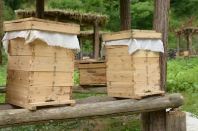 中华蜜蜂怎么养殖,温度较高时要在蜂箱四周洒水降温