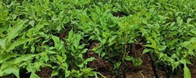 种植10亩魔芋的利润,大约为5-8万元左右