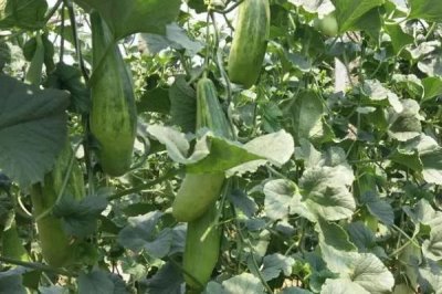 羊角蜜甜瓜坐果后的管理方法,要做好摘心工作