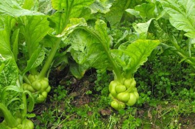 大头菜的种植时间,一般可在7-10月份陆续播种