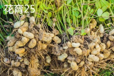 适合山东种植的花生高产品种,以下这六个品种可以考虑