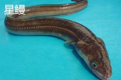 星鳗和鳗鱼有什么区别,星鳗属于康吉鳗科、鳗鱼属于鳗鲡科