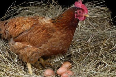 鸡下蛋自己吃了是怎么回事,是母鸡矿物质营养不足导致的