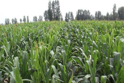 金卡1918玉米种子特点,全生育期叶片数19