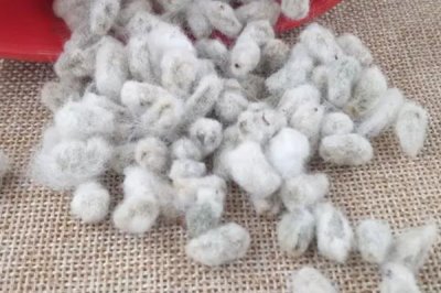 辽棉40棉花种子特征特性，及时防治蚜虫和红蜘蛛