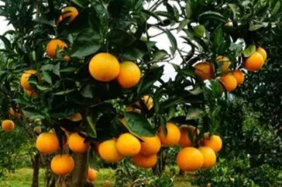 种植柑橘要注意什么，种植环境的温度不能超过35℃