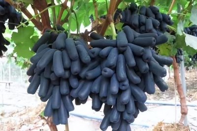 哪些作物的种植前景比较好,当前可以考虑蓝宝石葡萄、白草莓、秋葵等果蔬