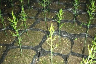 芦笋种子的催芽方式,需要先进行浸泡