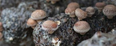 香菇种植多久上市,需要种植5-6个月左右