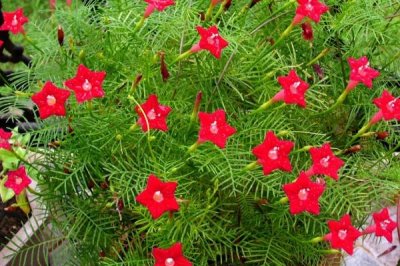 五角星花的养殖方法,生长期间每天浇一次水