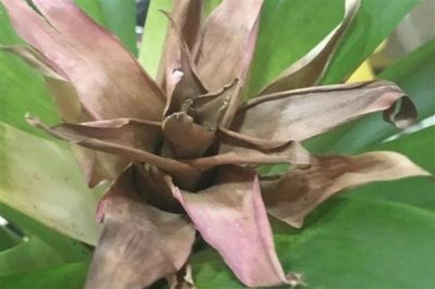 鸿运当头开完花如何处理，需将植株开败的残花全部剪掉