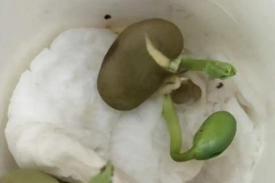 蚕豆种子的发芽过程,最先长出来的是胚根