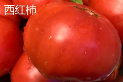 圣女果简介,是一年生或多年生蔓性草本植物