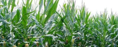 延科368玉米种子介绍,中抗穗腐病