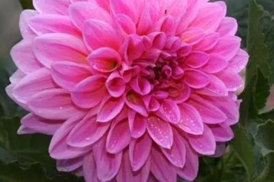 大丽花一年开几次，一年可以开花2-3次