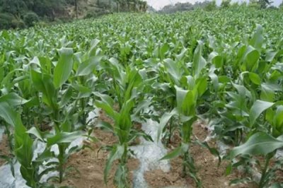 珍白玉8号(试验名称:珍白玉8号)玉米种子特征特性,在各地最佳节令播种