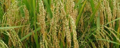 兴两优1345水稻品种简介，秧田期注意施药防治稻飞虱