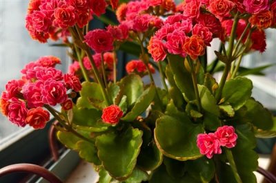 长寿花可以开多久，花期可持续90-120天左右