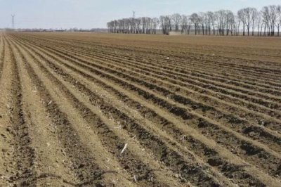 芜菁的栽培技术，要做好病虫害的预防工作