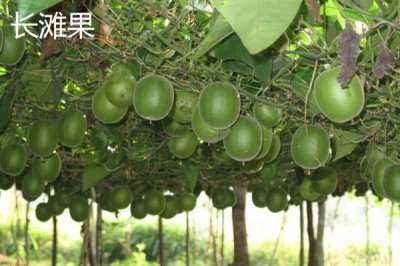 罗汉果的种植前景,加工品在市场上供不应求前景可观