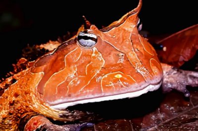 角蛙怎么饲养,每隔2天换一次水