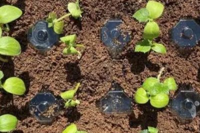 越冬水果型小黄瓜的栽培技术，育苗适期为9月中下旬至10月上中旬